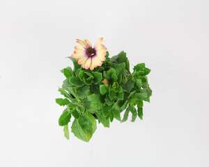 蓝目菊的播种方法