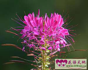 醉蝶花的花语：神秘