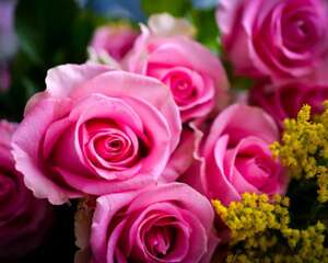 月季和黄刺玫组合，嫁接起来，简直美爆了！