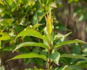 锦带花种子怎么种