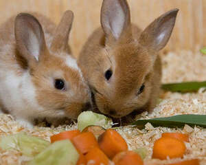 兔子便便为什么会带尖