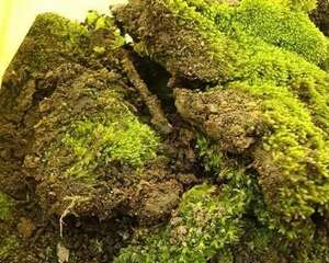 我的自制家肥TOP10-TOP9苔藓