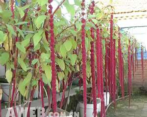 优良的食用型庭院观赏花卉–垂鞭绣绒球