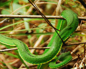 饲养白唇竹叶青的环境要求