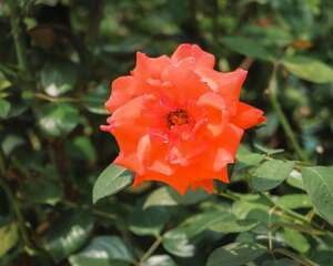 月季花施肥施什么肥料