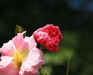 木芙蓉花的繁殖方法
