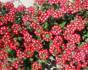 10种花，3月播种长最快，晚了还要等半年！