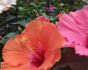 扶桑花怎么浇水
