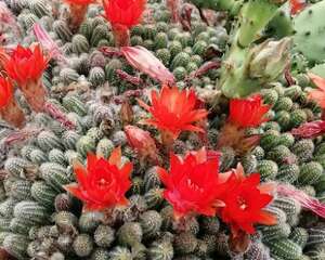 这花像是毛毛虫，夏天越晒越爱开，1根枝开20朵，爆满缸！