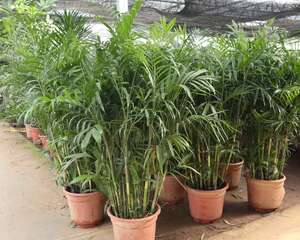 夏威夷椰子的繁殖方法