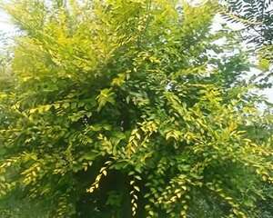 中华金叶榆图片