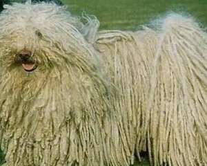 波利犬好养吗？波利犬喂养技巧