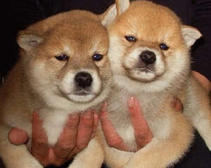 为什么狗喜欢挠脸