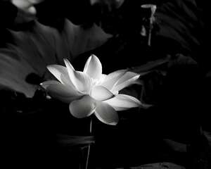 观赏荷花的种植方法