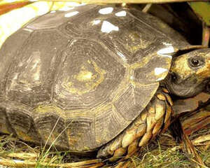 靴脚陆龟的外观特征