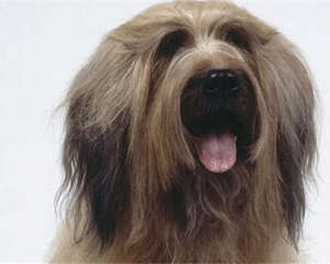 伯瑞犬的形态特征