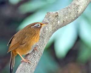 会鸣叫的公画眉鸟的挑选