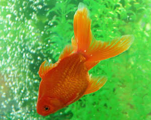 金鱼的免疫系统介绍