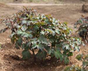 风水学家中种牡丹好吗