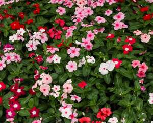 长春花的养殖方法和注意事项