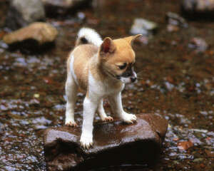 狗狗胆小原因分析