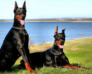 杜宾犬适合家养吗