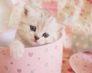 猫咪打喷嚏是感冒了吗？