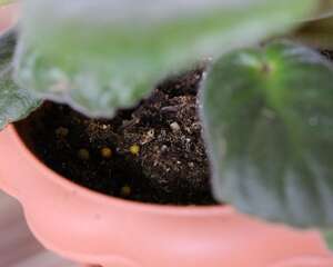 非洲堇怎么延长花期