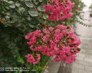 紫薇夏天怎么养才适合？