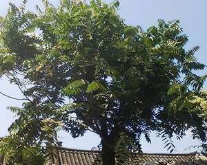 四十年雄性香椿树变性开花　像八月桂花