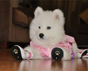 养狗有什么好处