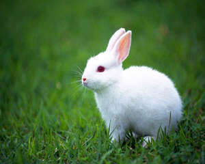 兔子的日常食物