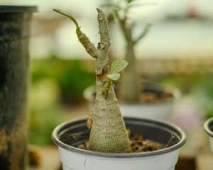 沙漠玫瑰种子