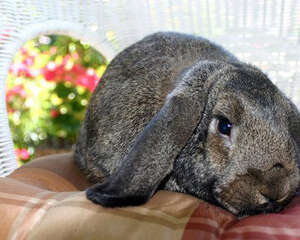 饲料在成兔饮食中的地位