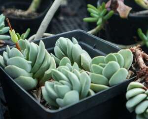 多肉高考，35个名词解释，知道你就是大神