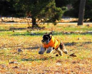 怎么选择合适的遛狗项圈