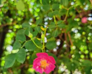 蔷薇花病害及防治方法