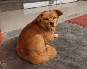 宠物托运重量怎么计算?