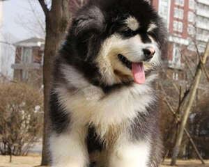 大型犬的喂食禁忌