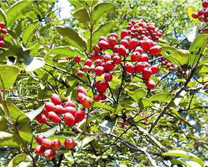 深秋观果好树种——琼花