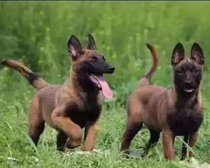 马犬幼犬好养吗 马犬幼犬怎么饲养