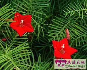 茑萝的花语：忙碌、相互关怀