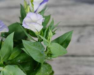 洋桔梗的养殖方法和注意事项