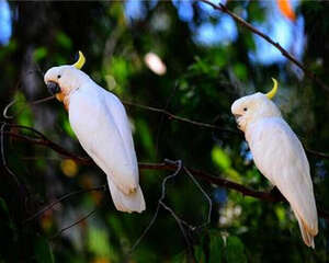 饲养鹦鹉有哪些技巧