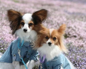 狗狗背毛竖起代表什么