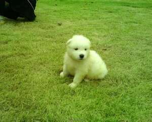 萨摩耶犬的养护知识