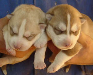 新生幼犬有哪些常见病