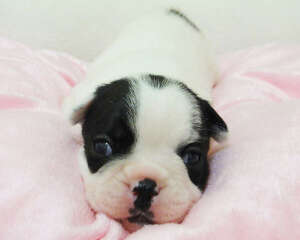 幼犬期狗宝宝的喂养注意事项