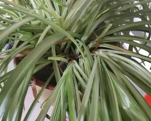 家里有这4种花，砍1刀能憋8个芽，两个月就爆盆！