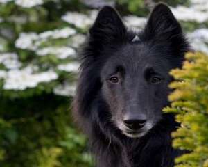 比利时牧羊犬聪明吗？比利时牧羊犬智商排名